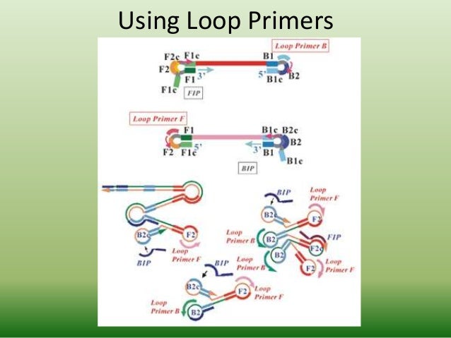 dna electrophoresis