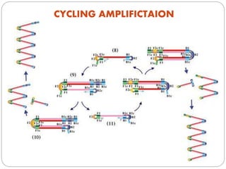 Loop Mediated Isothermal Amplification (LAMP) | PPTX