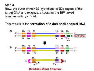 Loop Mediated Isothermal Amplification | PPTX