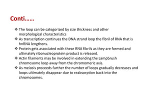  As transcription continues the DNA strand loop the fibril of RNA that is
hnRNA lengthens.
 Protein gets associated with these RNA fibrils as they are formed and
ultimately ribonucleoprotein product is released.
 Actin filaments may be involved in extending the Lampbrush
chromosome loop away from the chromomeric axis.
 As meiosis proceeds further the number of loops gradually decreases and
loops ultimately disappear due to reabsorption back into the
chromosomes.
 The loop can be categorized by size thickness and other
morphological characteristics
Conti……
 