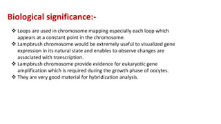 Biological significance:-
 Loops are used in chromosome mapping especially each loop which
appears at a constant point in the chromosome.
 Lampbrush chromosome would be extremely useful to visualized gene
expression in its natural state and enables to observe changes are
associated with transcription.
 Lampbrush chromosome provide evidence for eukaryotic gene
amplification which is required during the growth phase of oocytes.
 They are very good material for hybridization analysis.
 