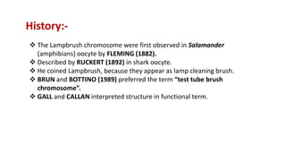 History:-
 The Lampbrush chromosome were first observed in Salamander
(amphibians) oocyte by FLEMING (1882).
 Described by RUCKERT (1892) in shark oocyte.
 He coined Lampbrush, because they appear as lamp cleaning brush.
 BRUN and BOTTINO (1989) preferred the term “test tube brush
chromosome”.
 GALL and CALLAN interpreted structure in functional term.
 