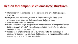 Reason for Lampbrush chromosome structure:-
 The Lampbrush chromosome are characterised by a remarkable change in
structure.
 They have been extensively studied in amphibian oocytes since, these
chromosome are observed during prolonged diplotene stage
 These are in the form of bivalents
 Such a Lampbrush stage may persist for months or years as the primary oocyte
build up a supply of mRNA molecule and and other require for the ultimate
development into a new individual.
 In oocytes of amphibians and other lower vertebrate’ the early stage of
development occurs very rapidly so that the stages of independent locomotion
and feeding is attained as soon as possible.
 