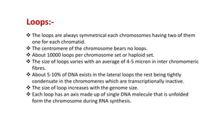 Loops:-
 The loops are always symmetrical each chromosomes having two of them
one for each chromatid.
 The centromere of the chromosome bears no loops.
 About 10000 loops per chromosome set or haploid set.
 The size of loops varies with an average of 4-5 micron in inter chromomeric
fibres.
 About 5-10% of DNA exists in the lateral loops the rest being tightly
condensate in the chromomeres which are transcriptionally inactive.
 The size of loop increases with the genome size.
 Each loop has an axis made up of single DNA molecule that is unfolded
form the chromosome during RNA synthesis.
 