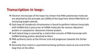 Transcription in loop:-
 Electron microscope of the loops has shown that RNA polymerase molecule
are attached to the principle axis (DNA) of the loop from which RNA fibrils of
increasing length extends.
 Each loop of Lampbrush chromosome is found to perform intense transcripts
with hnRNA that is precursor of mRNA molecules for various ribosomal
protein or cytoplasmic ribosomes histone protein.
 Each lateral loop is covered by a matrix that consists of RNA transcript with
hnRNA binding protein attached to them.
 RNA synthesis starts at the thinner end and progresses towards the thicker
end.
 Generally then matrix is asymmetrical being synthesis starts at one end of the
loop than at the other.
 