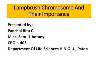 Lampbrush Chromosome And
Their Importance
Presented by :
Panchal Rita C.
M.sc. Sem -1 botany
CBO :- 403
Department Of Life Sciences H.N.G.U., Patan
 