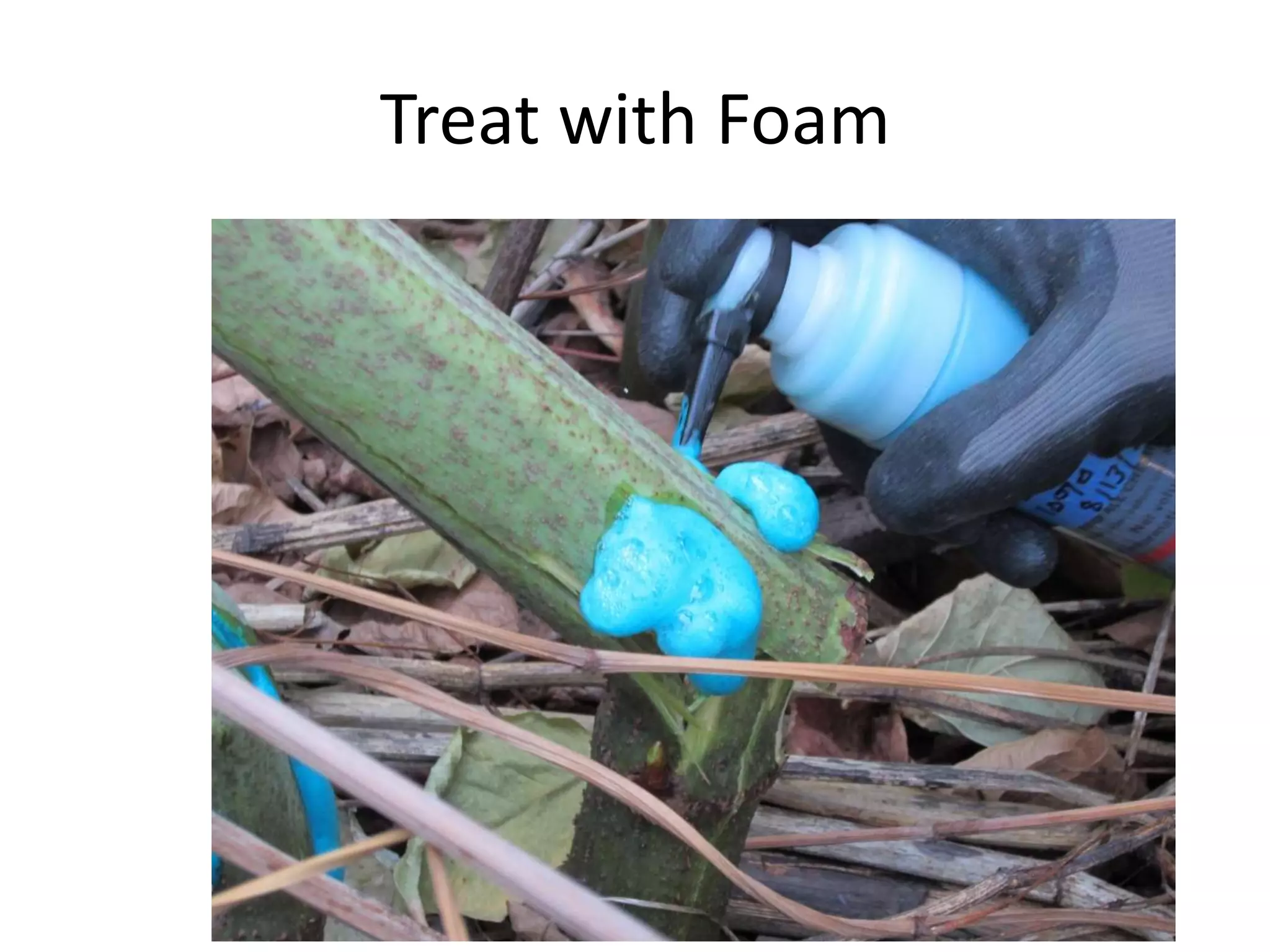 Injection of Herbicides into Rhizomes of Knotweeds and Other Invasive ...