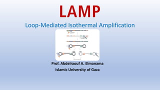 LAMP
Loop-Mediated Isothermal Amplification
Prof. Abdelraouf A. Elmanama
Islamic University of Gaza
 