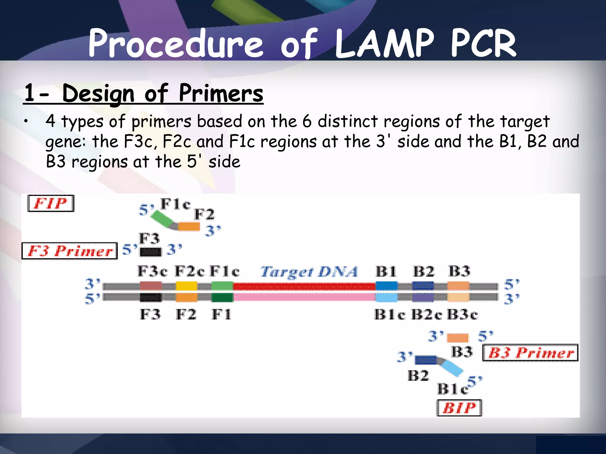 LAMP PCR