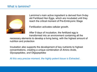 Laminine’s main active ingredient is derived from 9-day  old Fertilized Hen Eggs, which are incubated until they  reach the critical moment of Pre-Embryonic Stage Fertilization activates cellular growth.  After 9 days of incubation, the fertilized egg is  transformed into an environment containing all the necessary elements to develop a living being, with the highest amount of nutrition and protection  Incubation also supports the development of key nutrients to highest concentrations, creating a unique combination of  Amino Acids, Glycopeptides, and Oligopeptides At this very precise moment, the highly potent tissue is Extracted.. What is laminine? 