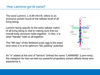 The word Laminin, L-A-M-I-N-I-N, refers to an exclusive protein found at the cellular level of all living being.  Laminin being specific to the extra cellular matrix  of all living being is vital to making sure that our overall body structure holds together.  In fact, it is what "literally" hold us all together.    The "9th day" of the fertilized avian egg is the exact time when it is at its optimum "life yielding" potential How Laminine got its name? An "e" added at the end of "laminin" birthed the name "LAMININE" (Lami-nine), the metaphor for how we feel our powerful proprietary extract affects those who experience it.  