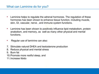 Laminine helps to regulate the adrenal hormones. The regulation of these hormones has been shown to enhance tissue function, including muscle, skin, GI, vascular, nerve , and immune system functions.  Laminine has been shown to positively influence lipid metabolism, protein anabolism, and memory, as  well as many other physical and mental functions.  Regular use of laminine can also:  Stimulate natural DHEA and testosterone production Reduce physical and mental stress Burn fat Promote more restful sleep, and  Increase libido What can Laminine do for you? 