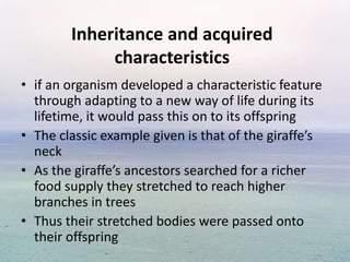 Inheritance and acquired
characteristics
• if an organism developed a characteristic feature
through adapting to a new way of life during its
lifetime, it would pass this on to its offspring
• The classic example given is that of the giraffe’s
neck
• As the giraffe’s ancestors searched for a richer
food supply they stretched to reach higher
branches in trees
• Thus their stretched bodies were passed onto
their offspring
 