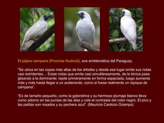 El pájaro campana (Procnias Nudicoli), ave emblemática del Paraguay.

"Se ubica en las copas más altas de los árboles y desde ese lugar emite sus notas
casi estridentes… Estas notas que emite casi simultáneamente, de la tónica pasa
glisando a la dominante; repite primeramente en forma espaciada, luego aumenta
más y más hasta llegar a un acelerando, como si fuese realmente un repique de
campana”.

“Es de tamaño pequeño, como la golondrina y su hermoso plumaje blanco lleva
como adorno en las puntas de las alas y cola el contraste del color negro. El pico y
las patitas son rosados y su pechera azul". (Mauricio Cardozo Ocampo)
 