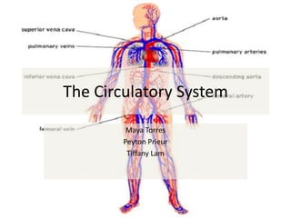 The Circulatory System
Maya Torres
Peyton Prieur
Tiffany Lam

 