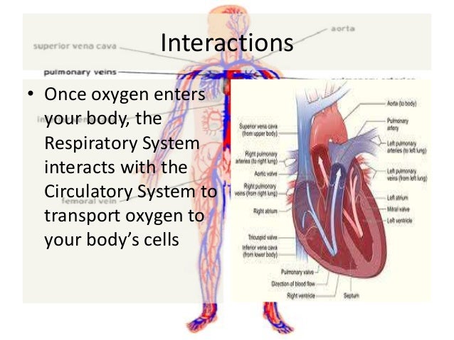 How does the circulatory system maintain homeostasis? - proquestyamaha