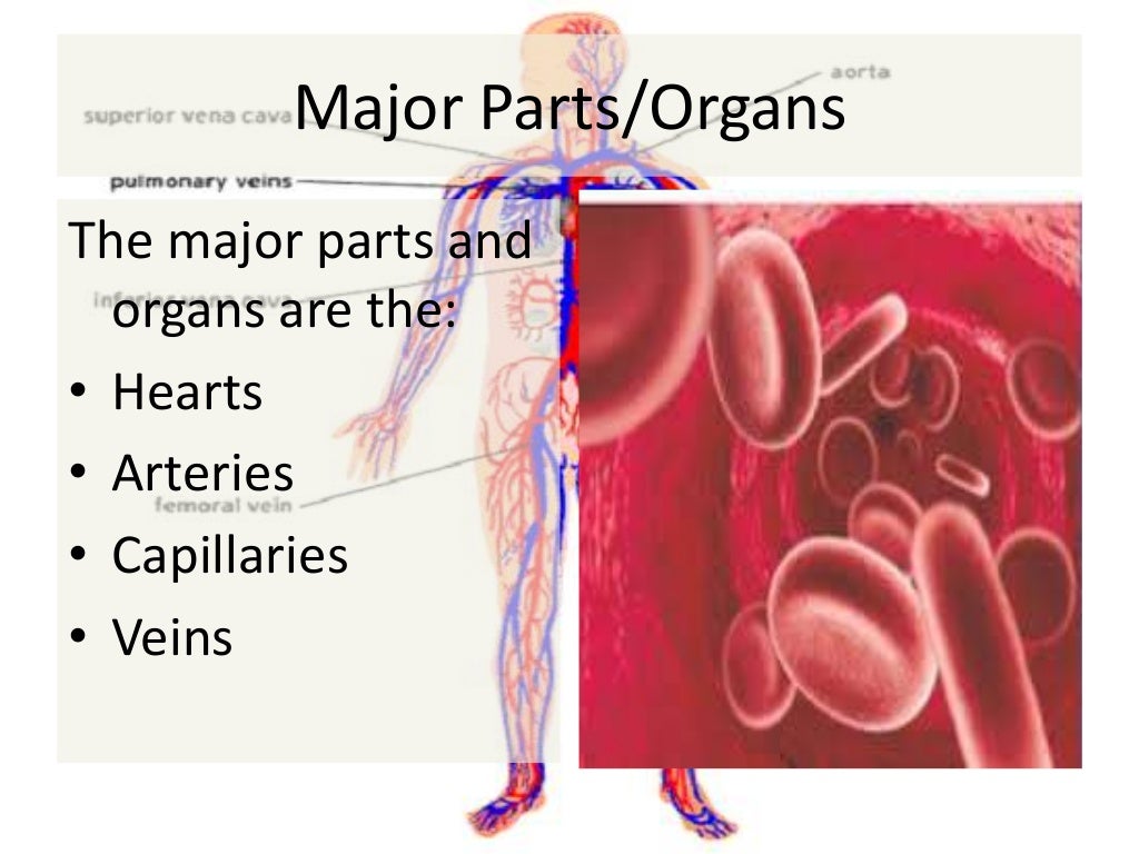 Circulatory System