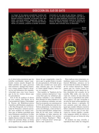 en el ultravioleta mostraron que las
estrellas moribundas siguen expe-
liendo vientos mucho después de
haber perdido las capas gaseosas
más exteriores. Aunque muy tenues,
esos vientos tardíos llegan a alcan-
zar los mil kilómetros por segundo,
velocidad unas cien veces mayor
que la de los vientos densos que
los precedieron.
Con el fin de explicar el efecto
de esos vientos, Sun Kwok, de la
Universidad de Calgary, Christopher
R. Purton, del Radiobservatorio
Astrofísico del Dominio canadiense,
y M. Pim Fitzgerald, de la Univer-
sidad de Waterloo, tomaron presta-
dos unos modelos de vientos este-
lares que se habían concebido para
otros fenómenos astrofísicos. La idea
es la siguiente: cuando los vientos
rápidos chocan contra los vientos más
lentos de corriente abajo, se forma
en la superficie de contacto un borde
denso de gas comprimido, como la
nieve que se agolpa frente a la pala
de una quitanieves. El borde de gas
rodea una cavidad casi vacía (pero
muy caliente) que, con el tiempo,
el viento rápido limpia y hace cre-
cer en volumen.
Este modelo, la “hipótesis de los
vientos estelares interactivos”, fun-
ciona bien para las nebulosas pla-
netarias redondas o casi redondas.
Pero durante los años ochenta se vio
que las nebulosas redondas son más
bien la excepción; no constituyen ni
el 10 % de la población total de ne-
bulosas planetarias. La inmensa ma-
yoría son oblongas, como un huevo.
Las más espectaculares, aunque tam-
bién de las más raras, constan de
dos burbujas en lados opuestos de
la estrella moribunda. Los astróno-
mos las llamas “bipolares”. “Mari-
posa” o “reloj de arena” serían ape-
lativos más expresivos.
Para explicar estas estructuras, ex-
tendimos, junto con Vincent Icke y
Garrelt Mellema, entonces en la
Universidad de Leiden, la hipótesis
de los vientos interactivos. Supon-
gamos que los vientos lentos for-
man primero un toro denso en ór-
bita alrededor del ecuador de la
estrella. Más tarde, este toro des-
viará los vientos en una dirección
polar. Así se engendrará una nebu-
losa elíptica. Las que recuerdan a
un reloj de arena serían aquellas con
toros muy densos y ajustados. El
toro actuaría como una tobera, al
igual que cuando silbamos nuestros
labios coliman la exhalación en una
corriente fina de aire; el toro des-
viaría los vientos rápidos y produ-
ciría imágenes dobles de chorros o
corrientes de gas en forma de reloj
de arena.
El modelo era muy sencillo, y
reproducía bien todas las imágenes
INVESTIGACIÓN Y CIENCIA, octubre, 2004 47
R.CORRADIInstitutodeAstrofísicadeCanarias(izquierda);DONDIXON(derecha)
Estrella
remanente
Burbuja
interior
Burbuja
exterior
Burbuja
exterior
Capas
DISECCION DEL OJO DE GATO
La imagen de las páginas precedentes muestra sólo
parte del esplendor de Ojo de Gato. Vista por un te-
lescopio terrestre (izquierda), se perciben unas “pes-
tañas”, una banda exterior, desgarrada, de gas. La
región más interna, o “pupila”, reconstruida artística-
mente a la derecha, presenta la estrella remanente
encerrada en una capa de gas oblonga, rodeada a
su vez por dos burbujas descentradas y todo ello en-
vuelto por capas gaseosas concéntricas. Es evidente
que la estrella ha expulsado material en distintos mo-
mentos de milenios pasados. La parte superior de la
nebulosa está inclinada hacia el observador.
 
