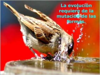La evolución
 requiere de la
mutación de las
    formas.
 
