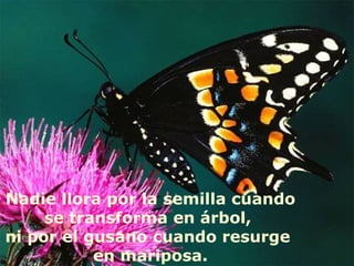 Nadie llora por la semilla cuando
     se transforma en árbol,
ni por el gusano cuando resurge
           en mariposa.
 
