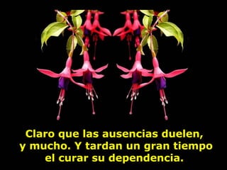 Claro que las ausencias duelen,
y mucho. Y tardan un gran tiempo
    el curar su dependencia.
 