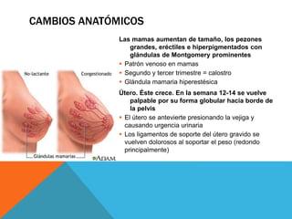CAMBIOS ANATÓMICOS
Las mamas aumentan de tamaño, los pezones
grandes, eréctiles e hiperpigmentados con
glándulas de Montgomery prominentes
 Patrón venoso en mamas
 Segundo y tercer trimestre = calostro
 Glándula mamaria hiperestésica
Útero. Éste crece. En la semana 12-14 se vuelve
palpable por su forma globular hacia borde de
la pelvis
 El útero se antevierte presionando la vejiga y
causando urgencia urinaria
 Los ligamentos de soporte del útero gravido se
vuelven dolorosos al soportar el peso (redondo
principalmente)
 