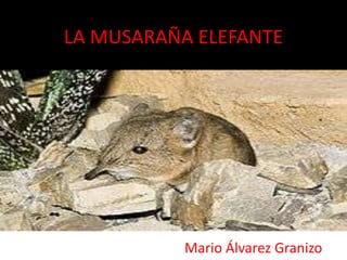LA MUSARAÑA ELEFANTE




           Mario Álvarez Granizo
 