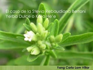 El caso de la Stevia Rebaudiana Bertoni
Yerba Dulce o Ka’a He’e




                         Yang Carlo Lam Villar
 