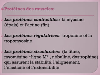 Protéines des muscles:
 Les protéines contractiles: la myosine
(épais) et l’actine (fin)
 Les protéines régulatrices: troponine et la
tropomyosine
 Les protéines structurales: (la titine,
myomésine *ligne M* , nébuline, dystrophine)
qui assurent la stabilité, l’alignement,
l’élasticité et l’extensibilité
 