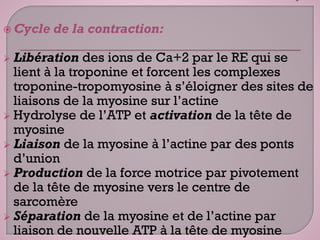  Cycle de la contraction:
 Libération des ions de Ca+2 par le RE qui se
lient à la troponine et forcent les complexes
troponine-tropomyosine à s’éloigner des sites de
liaisons de la myosine sur l’actine
 Hydrolyse de l’ATP et activation de la tête de
myosine
 Liaison de la myosine à l’actine par des ponts
d’union
 Production de la force motrice par pivotement
de la tête de myosine vers le centre de
sarcomère
 Séparation de la myosine et de l’actine par
liaison de nouvelle ATP à la tête de myosine
 