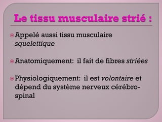 Appelé aussi tissu musculaire
squelettique
Anatomiquement: il fait de fibres striées
Physiologiquement: il est volontaire et
dépend du système nerveux cérébro-
spinal
 