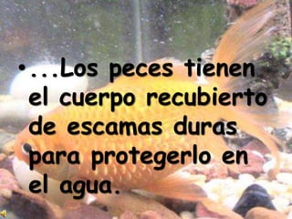 •...Los peces tienen
el cuerpo recubierto
de escamas duras
para protegerlo en
el agua.
 