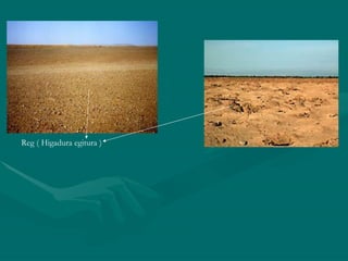 Reg ( Higadura egitura ) 