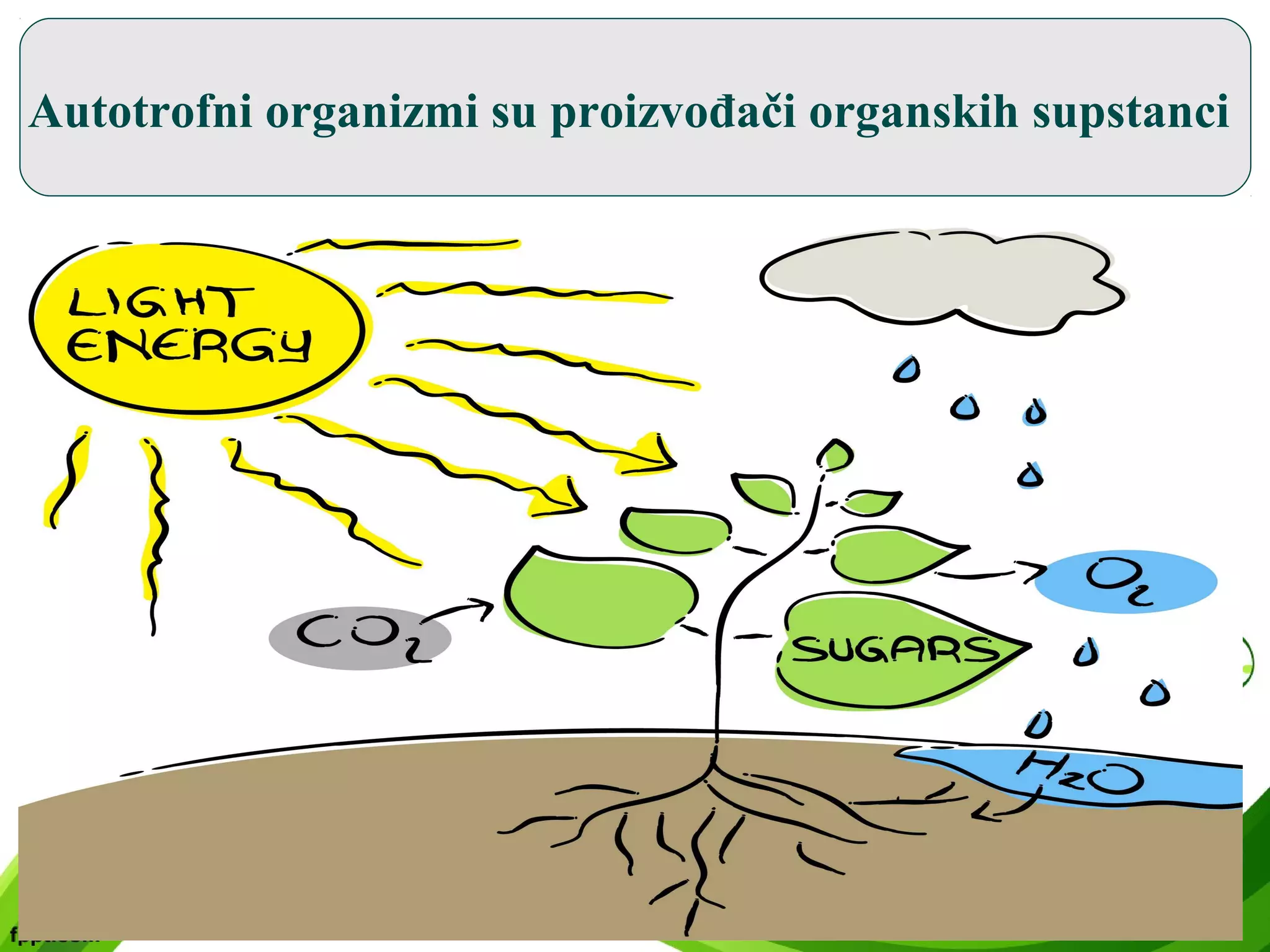 Lanac ishrane i trofička piramida | PPT