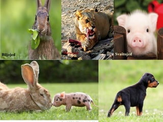 Biljojed Mesojed Svaštojed
 