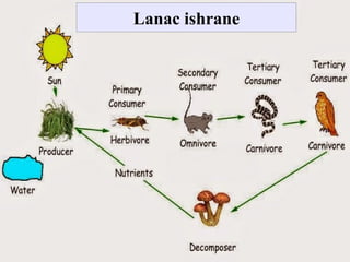 Lanac ishrane
 