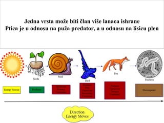 Jedna vrsta može biti član više lanaca ishrane
Ptica je u odnosu na puža predator, a u odnosu na lisicu plen
 