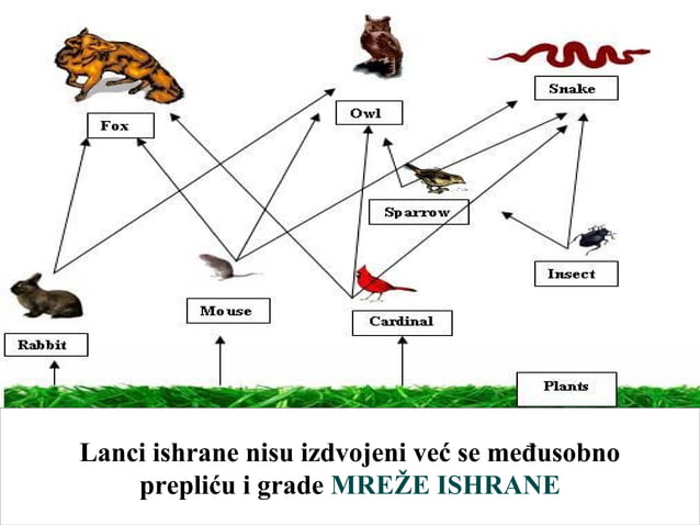 Lanac Ishrane I Trofi ka Piramida PPT