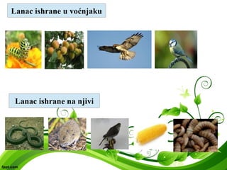 Lanac ishrane u voćnjaku
Lanac ishrane na njivi
 