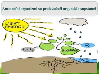 Autotrofni organizmi su proizvođači organskih supstanci
 