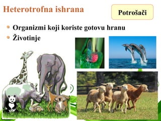 Heterotrofna ishrana
Organizmi koji koriste gotovu hranu
Životinje
Potrošači
 