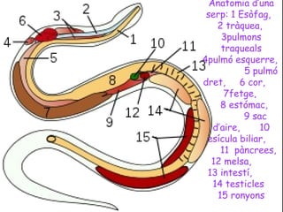 Anatomia d’una
 serp: 1 Esòfag,
    2 tràquea,
     3pulmons
     traqueals
4pulmó esquerre,
           5 pulmó
dret, 6 cor,
      7fetge,
     8 estómac,
           9 sac
   d’aire,     10
vesícula biliar,
     11 pàncrees,
  12 melsa,
 13 intestí,
   14 testicles
    15 ronyons
 
