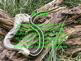 La pell
  Les anacondes canvien la pell
    periòdicament.A diferència
 d’altres rèptils el canvi de pell
 es realitza tot d’una peça.Això
    es fa per reparar ferides i
alliberar-se de paràsits externs.
 