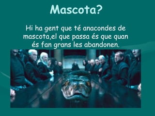 Mascota?
Hi ha gent que té anacondes de
mascota,el que passa és que quan
  és fan grans les abandonen.
 