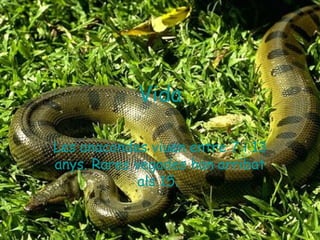 Vida

Les anacondes viuen entre 7 i 13
anys. Rares vegades han arribat
             als 15.
 