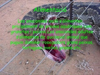 Alimentació
    Les anacondes nadó s’alimenten
 pricipalment de preses aquàtiques com
granotes i peixos.Les anacondes adultes
   s’alimenten de qualsevol animal que
puguin dominar:rosegadors grans,peixos,
       tortugues,ovelles,gossos,etc.
 
