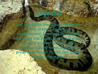 Digestió
Les anacondes una vegada han matat
     la seva presa la engolleixen
 completament.El procés de digestió
pot durar uns quants dies i si la presa
   era molt gran pot arribar a dos
  setmanes.Quant estan digerint la
presa no es mouen de lloc fins que no
         tornen a tenir gana.
 