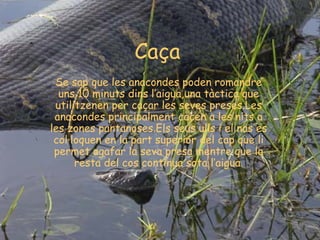 Caça
 Se sap que les anacondes poden romandre
  uns 10 minuts dins l’aigua,una tàctica que
 utilitzenen per caçar les seves preses.Les
 anacondes principalment cacen a les nits a
les zones pantanoses.Els seus ulls i el nas es
 col·loquen en la part superior del cap que li
 permet agafar la seva presa mentre que la
      resta del cos continua sota l’aigua.
 