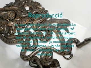 Reproducció
La seva reproducció és ovovivípara.La
 seva gestació dura uns 6 mesos i té
camades d’entre 20 i 50 cries,encara
 que de vegades el nombre és major.
  Les cries al nèixer ja medeixen al
 voltant d’un metre, i ja són capaces
    de nedar i alimentar-se per si
               mateixes.
 