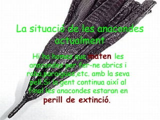 La situació de les anacondes
         actualment
    Hi ha homes que maten les
   anacondes per fer-ne abrics i
  roba,paraigües,etc. amb la seva
   pell.Si la gent continua així al
   final les anacondes estaran en
       perill de extinció.
 